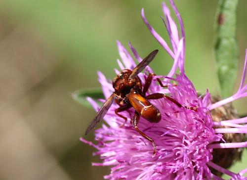 Sicus sp.
